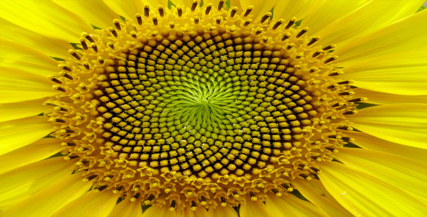 datos curiosos fibonacci